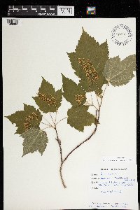 Acer spicatum image