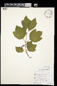 Viburnum edule image