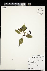 Viburnum lentago image