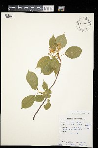 Viburnum lentago image