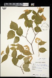 Viburnum rafinesquianum image