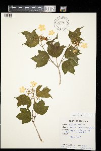 Viburnum opulus var. americanum image