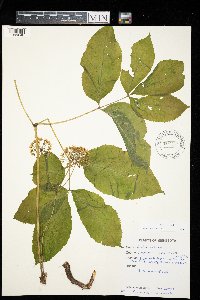 Aralia nudicaulis image