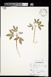 Panax trifolius image