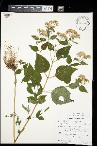 Ageratina altissima image