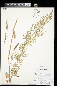 Artemisia absinthium image