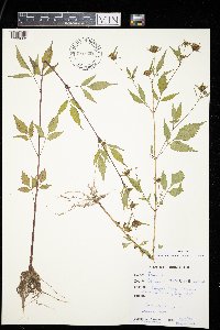 Bidens frondosa image