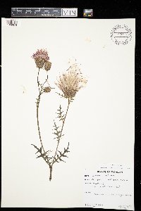 Cirsium muticum image