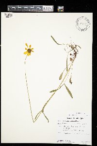 Coreopsis lanceolata image