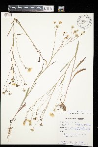 Crepis tectorum image