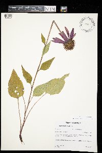 Echinacea purpurea image