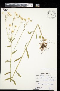 Erigeron strigosus image