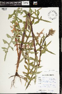 Lactuca canadensis image