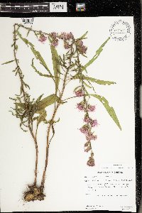 Liatris aspera image