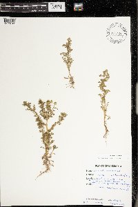 Matricaria discoidea image