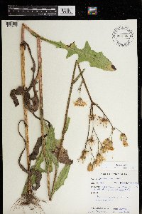 Sonchus arvensis image