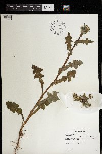 Sonchus asper image