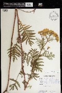 Tanacetum vulgare image