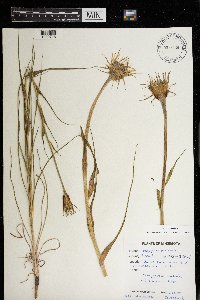 Tragopogon dubius image