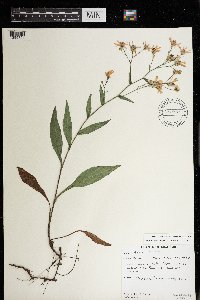 Symphyotrichum ciliolatum image