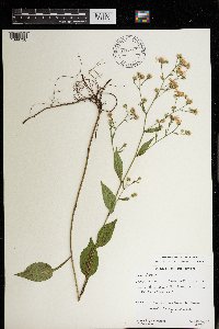 Symphyotrichum ciliolatum image