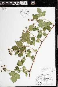 Rubus frondosus image