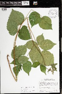 Rubus frondosus image