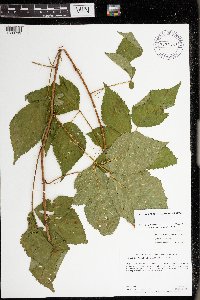 Rubus satis image