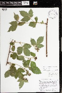 Rubus satis image