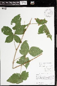 Rubus satis image