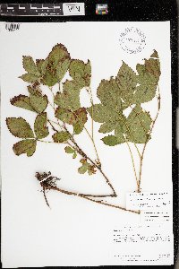 Rubus wheeleri image