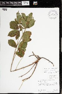 Rubus wheeleri image