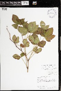 Rubus wheeleri image