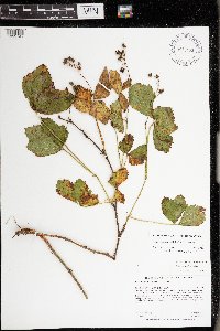 Rubus wheeleri image