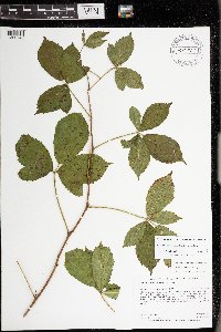 Rubus wheeleri image