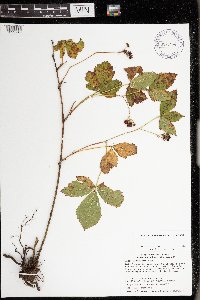 Rubus wheeleri image