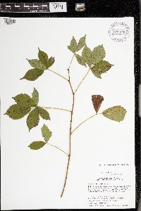 Rubus wheeleri image