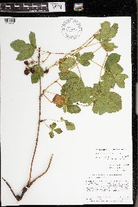 Rubus wheeleri image