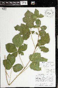 Rubus wheeleri image