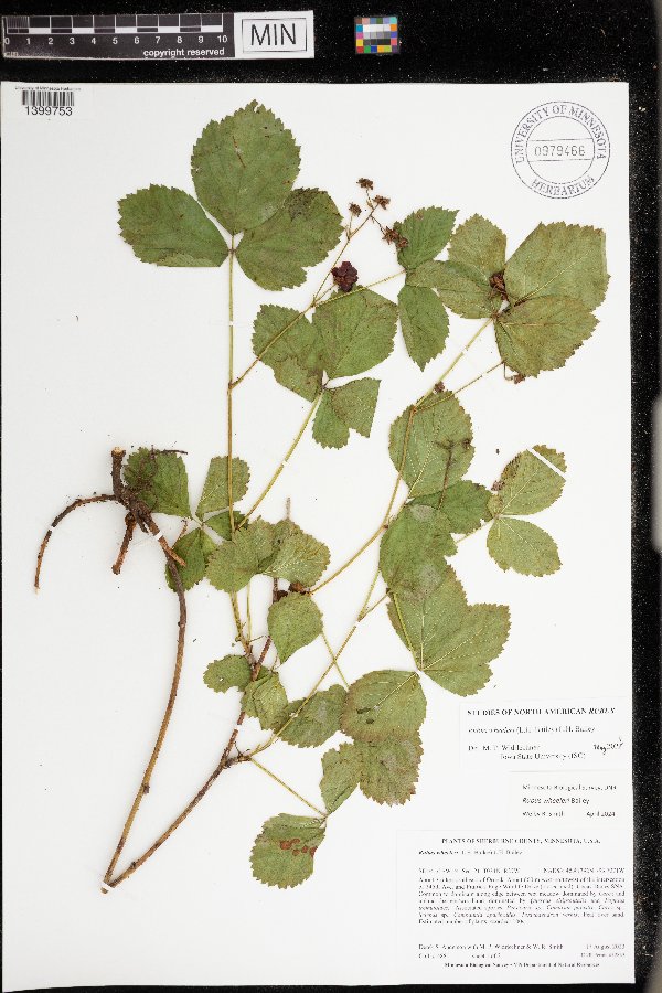 Rubus wheeleri image