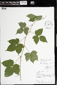 Rubus steelei image