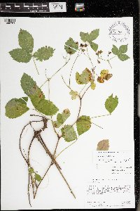 Rubus steelei image