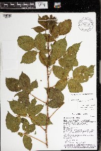 Rubus superioris image