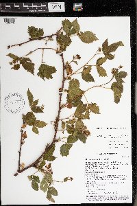 Rubus superioris image