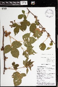 Rubus superioris image