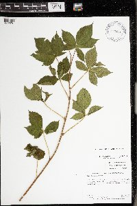 Rubus superioris image