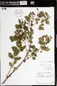 Rubus superioris image