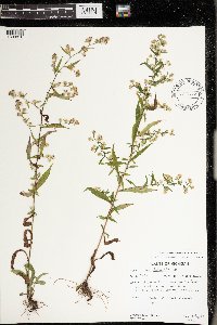 Symphyotrichum lateriflorum image