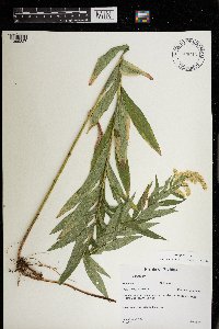 Solidago altissima image