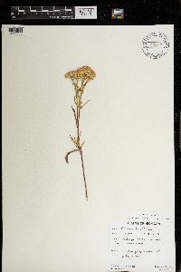 Solidago houghtonii image